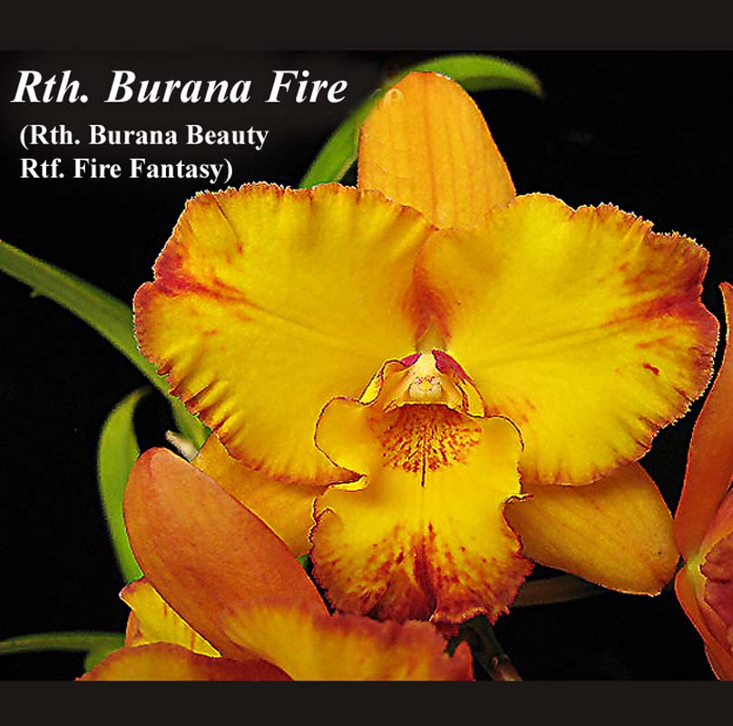 Rth. Burana Fire 2\"